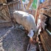 До 3000 лв. глоба за четвърто прасе в задния двор