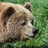 МОСВ е похарчило 18 млн. лв. за фиктивно броене на застрашени видове