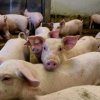 Умъртвяват 24 500 прасета в Никола Козлево