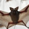 Коронавирусът НЕ е от лаборатория: Nature и световни професори 