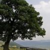 Установиха кои дървета пречистват най-добре въздуха от замърсяване 