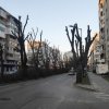 Кметска фирма унищожава дървета във Варна