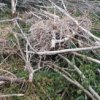 Унищожена е единствената гнездова колония на големи корморани по Северното Черноморие