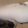 Морето изхвърли два мъртви делфина край Созопол