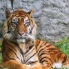 Рядко срещан тигър бе намерен отровен на остров Суматра