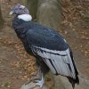 Кондорите могат да се реят във въздуха 160 км без да размахат криле