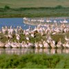 Любители орнитолози от цяла Европа и от САЩ "ловуват" пернати в България