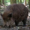 Земеделското министерство разрешава варварски методи на лов