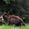 WWF започва кампания за опазване на кафявите мечки в България