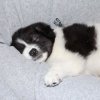30% скок на осиновяванията на кучета: Екоравновесие