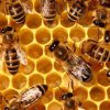 2020 г. с рекордно ниски добиви на мед и смъртност на пчелите