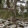 Дърво, по-старо от България, черква на 15 века, домът на Неофит Рилски, който е Никола Пирински: какво се прави в Банско извън ски и голф
