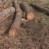 Местни хора спряха изсичането на борова гора край селото им