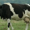 България е загубила 72% от животновъдните си ферми от влизането в ЕС