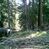 Учени заснеха четири мечки в Западните Родопи