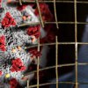 Отглеждането на животни за ценни кожи трябва спешно да бъде прекратено: Четири лапи