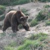 МЗ разреши мечката, нападнала жена край Белица, да бъде отстреляна 