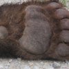 Откриха убита мечката, която умъртви 4 крави и 7 овце в Смолянско