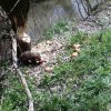 Бобрите отново в България след век