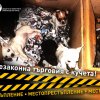 Помогнете ни да спрем незаконната търговия с кученца в България: 4 ЛАПИ