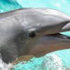 Световен гигант забранява почивките, включващи атракции с делфини и косатки в плен 