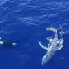Косатки освободиха хванат във въже гърбат кит