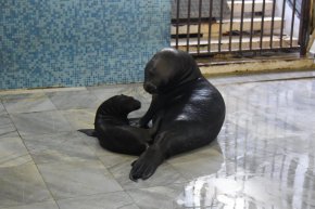 Тюленче във Варна