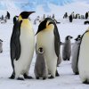 Императорските пингвини