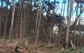 20 дървета в Борисовата градина