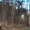 20 дървета в Борисовата градина