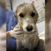 Трима задържани заради кучето с отрязаните уши