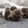 Задържаха петима души, проявявали жестокост към куче