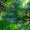 увредените екосистеми