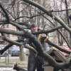 Депутат окастри дървета пред старчески дом