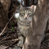 ЧЕТИРИ ЛАПИ раздаде 1800 талона за кастрация на бездомни котки