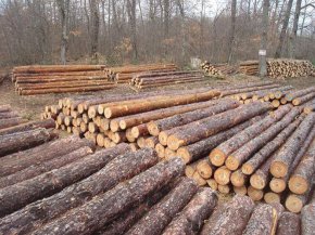2023 г. е най-слабата в България по добив на дървесина от поне две десетилетия