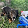 Умориха 12 кучета за месец от новото ръководство на Екоравновесие