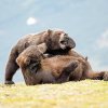 Две мечки в забележителна схватка