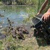 Пуснаха 2500 патици във водите на р. Струма край Благоевград и Симитли