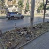 Сеч на живи дървета и по бул. Левски в сърцето на София