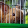 Садистична двойка убивала животни за пари в Перник