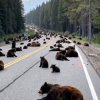 Мечки блокираха входа на Йелоустоун