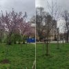  Как изсъхнаха 30 дървета, новозасадени в София, понеже общинска фирма ги нямала в годишната задача      