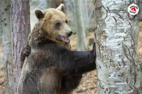 ПАРК ЗА МЕЧКИ Белица отваря врати за новия сезон 