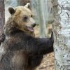ПАРК ЗА МЕЧКИ Белица отваря врати за новия сезон