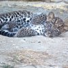  Бебе леопард е най-новото попълнение на варненския зоопарк