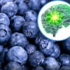 100 грама боровинки на ден са естествената суперсила за мозъка, сърцето и метаболизма