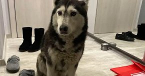 Обвиниха мъжа, блъснал куче в Разсадника, в умишлено проявена жестокост