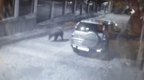 Денонощни патрули в Карлово заради забелязаната мечка по улиците