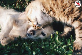  Законодателите в ЕС постигнаха споразумение за нов закон за борба с незаконната търговия с кучета и котки  